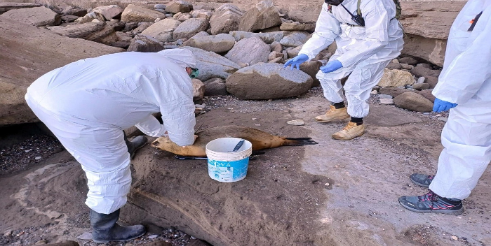 Brasil registra más de 550 lobos marinos muertos por sospecha de gripe aviar