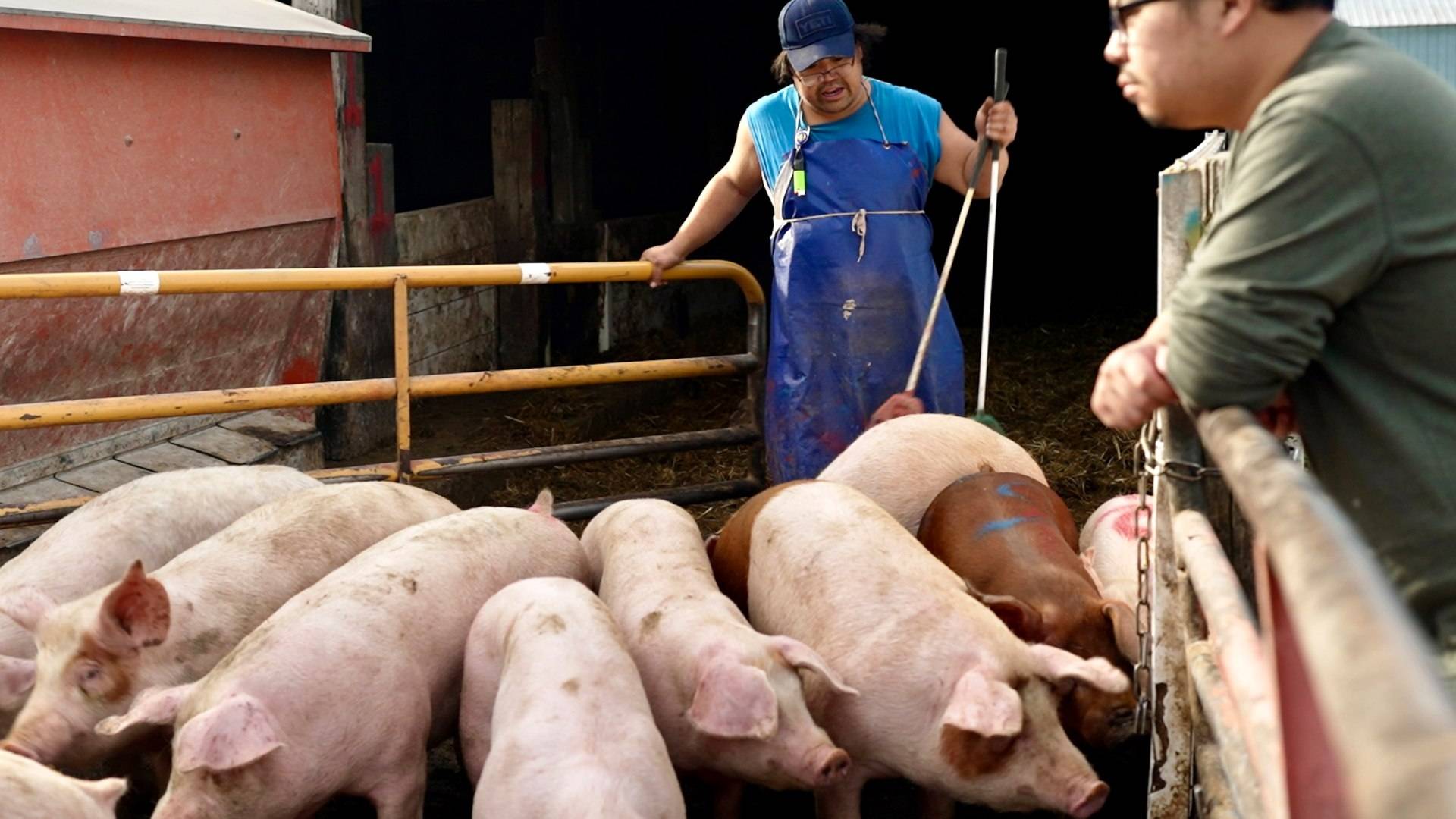 Confirman el primer caso en el Reino Unido de gripe porcina en un ser humano