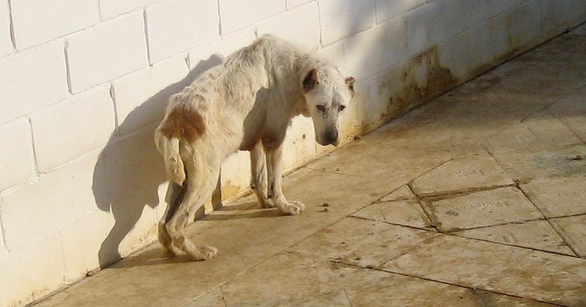 ¡Recompensa millonaria! Ofrecen $10 millones por  abusador de animales en Colombia