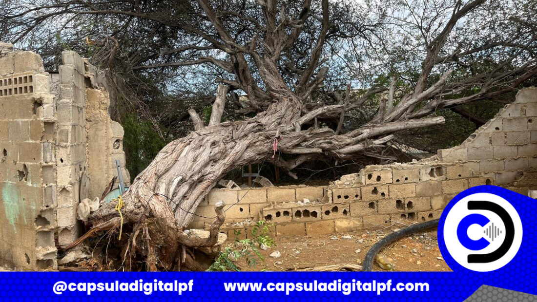 Fuertes vientos destrozan techos y derriban árbol sobre viviendas en el sector Industrial