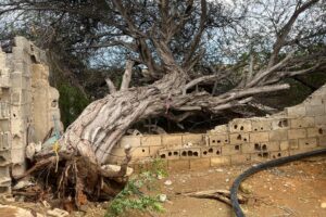 Fuertes vientos destrozan techos y derriban árbol sobre viviendas en el sector Industrial