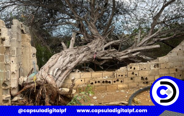 Fuertes vientos destrozan techos y derriban árbol sobre viviendas en el sector Industrial